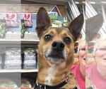 Small #3 Chihuahua Mix
