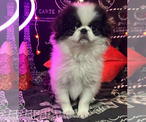 Medium Photo #1 Japanese Chin Puppy For Sale in SALEM, OR, USA