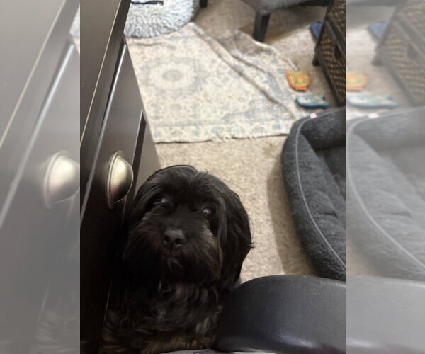 Medium Photo #4 Maltese-Unknown Mix Puppy For Sale in Andover, MN, USA