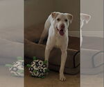 Small #5 Labrador Retriever Mix
