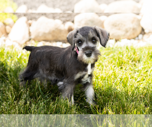 Medium Photo #31 Schnauzer (Miniature) Puppy For Sale in MILLERSBURG, IN, USA