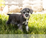 Small Photo #31 Schnauzer (Miniature) Puppy For Sale in MILLERSBURG, IN, USA