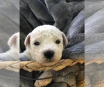 Small Photo #12 Bichon Frise Puppy For Sale in JENSEN, UT, USA