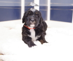 Small Photo #3 Bernedoodle Puppy For Sale in GREAT FALLS, MT, USA
