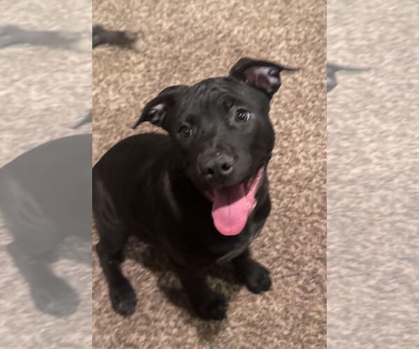 Medium Photo #4 Labrador Retriever-Staffordshire Bull Terrier Mix Puppy For Sale in Pottstown, PA, USA