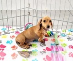 Small #4 Dachshund