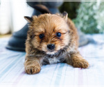 Small Photo #3 Yoranian Puppy For Sale in WAKARUSA, IN, USA