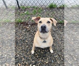 Labrador Retriever-Unknown Mix Dogs for adoption in Elmsford, NY, USA