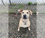 Small Labrador Retriever Mix