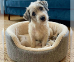 Small #1 Jack Russell Terrier Mix