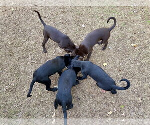 Rocky - Male Labrador Retriever-Miniature Pinscher Mix Dog for Adoption - Photo #3