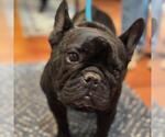 Small #3 French Bulldog