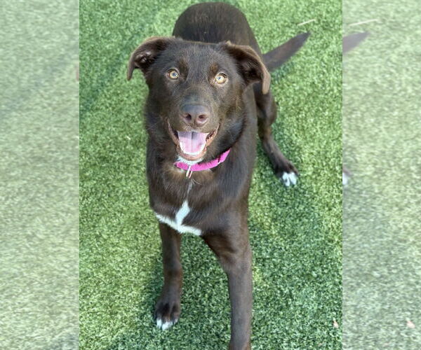 Medium Photo #2 Labrador Retriever-Unknown Mix Puppy For Sale in Woodbury, NY, USA