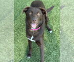 Small #1 Labrador Retriever Mix