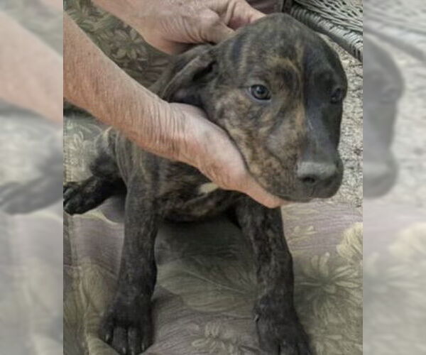 Medium Photo #2 Mutt Puppy For Sale in Melbourne, FL, USA