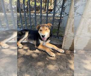 PETRIE - Male Chinese Shar-Pei-Unknown Mix Dog for Adoption - Photo #2
