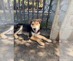 Small #1 Chinese Shar-Pei Mix