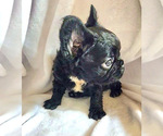 Small Photo #6 French Bulldog Puppy For Sale in SANTA ANA, CA, USA