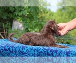 Small #16 Poodle (Toy)-YorkiePoo Mix