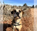 Small Photo #8 Boxer-Unknown Mix Puppy For Sale in Kanab, UT, USA