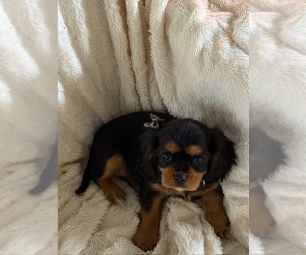 Medium Photo #11 Cavalier King Charles Spaniel Puppy For Sale in NAMPA, ID, USA