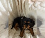 Small #10 Cavalier King Charles Spaniel