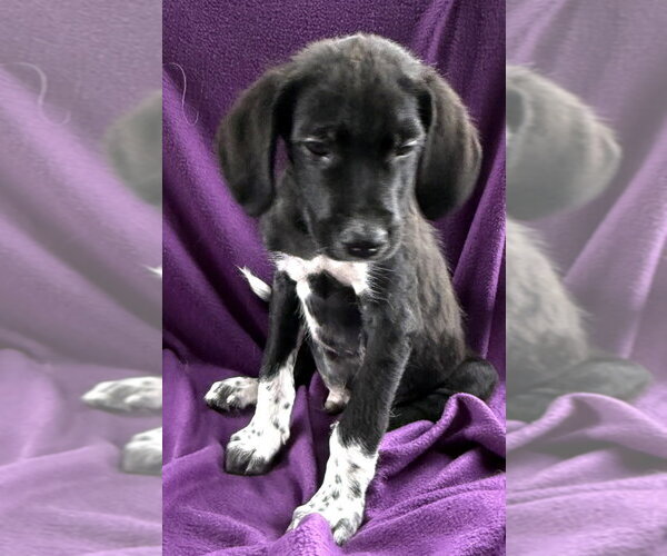 Medium Photo #1 Great Pyredane Puppy For Sale in Mundelein, IL, USA