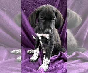 Great Pyredane Dogs for adoption in Mundelein, IL, USA