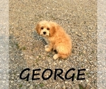 Small #2 Cavapoo
