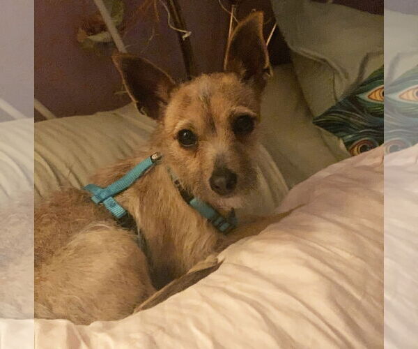 Medium Photo #3 Chihuahua-Unknown Mix Puppy For Sale in danville, CA, USA