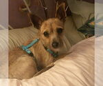 Small #2 Chihuahua Mix