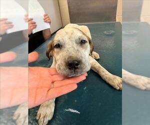 Pointer-Unknown Mix Dogs for adoption in Mobile, AL, USA