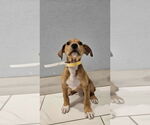 Small #1 American Pit Bull Terrier-Catahoula Leopard Dog Mix