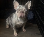 Small Photo #1 French Bulldog Puppy For Sale in VALRICO, FL, USA