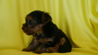 Yorkshire Terrier Puppy for sale in KENSINGTON, OH, USA