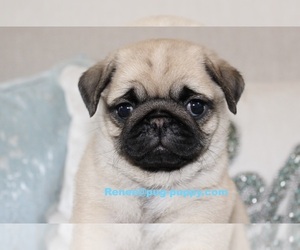 Pug Puppy for sale in SAUGUS, MA, USA