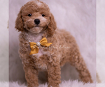 Small #3 Poodle (Toy)