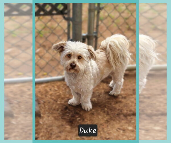 Medium Photo #1 Shih Tzu-Unknown Mix Puppy For Sale in Granbury, TX, USA