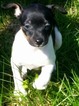 Small Photo #1 Fox Terrier (Toy) Puppy For Sale in SCOTTSVILLE, KY, USA