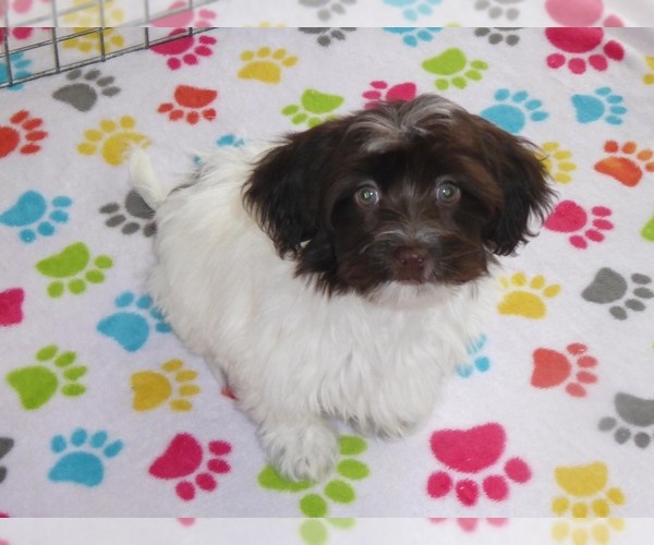 Medium Photo #3 Havanese Puppy For Sale in ORO VALLEY, AZ, USA