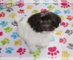 Small #2 Havanese