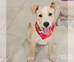 Australian Shepherd-Unknown Mix Dogs for adoption in Washington, DC, USA