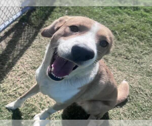 Medium Photo #2 Labrador Retriever-Unknown Mix Puppy For Sale in Texas City, TX, USA