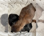 Small Photo #12 ShihPoo Puppy For Sale in CLARE, MI, USA