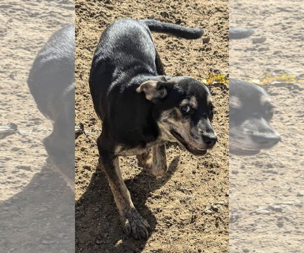 Medium Photo #8 Mutt Puppy For Sale in Munford, TN, USA