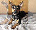 Small Photo #1 Chiweenie Puppy For Sale in Cranston, RI, USA