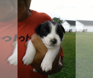 Russell Terrier Puppy for sale in APPLE GROVE, WV, USA