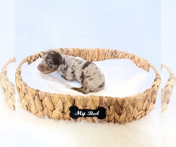 Medium Photo #6 Dachshund Puppy For Sale in DAVIS, CA, USA
