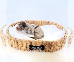 Small #5 Dachshund