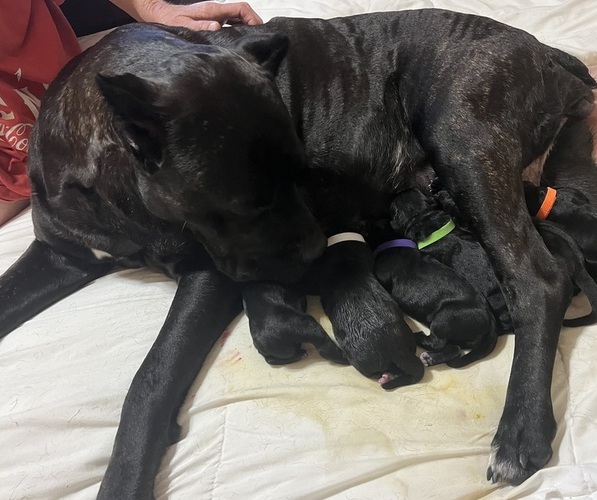 Medium Photo #1 Cane Corso Puppy For Sale in GATESVILLE, TX, USA